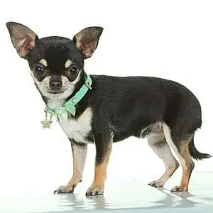 Nom Chihuahua Chien Litchee