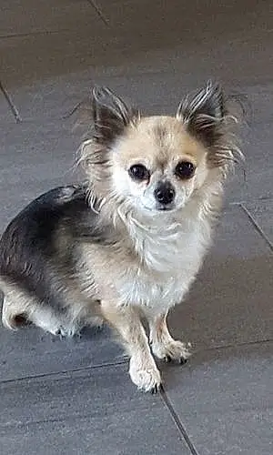 Nom Chihuahua Chien Hayden