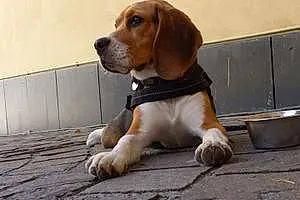 Nom Beagle Chien Alfa