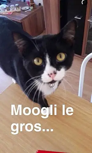 Nom Chat Mooglie