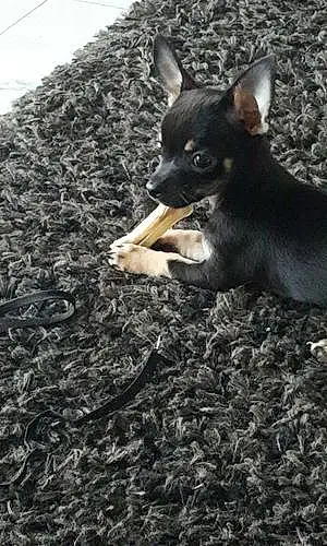 Nom Chihuahua Chien Dinky