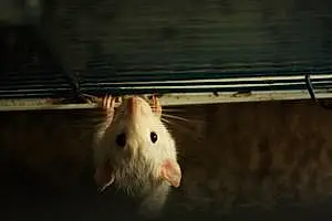 Nom Rat Eddy
