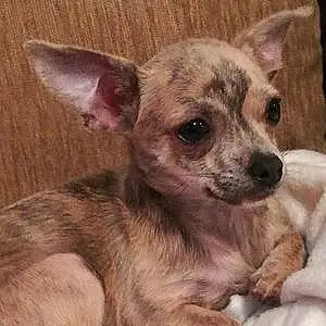 Nom Chihuahua Chien Nia