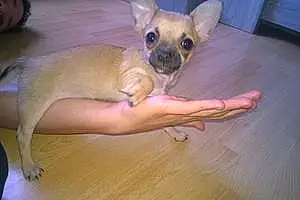 Nom Chihuahua Chien Nouk