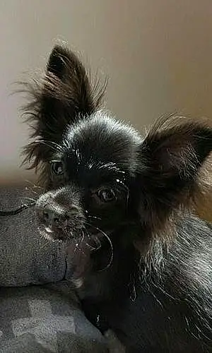 Nom Chihuahua Chien Nutty