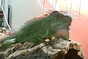 Nom Iguane Dragon