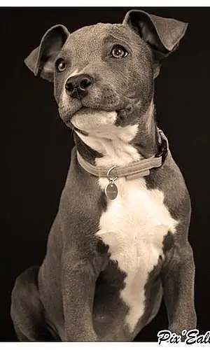 Nom American Staffordshire Terrier Chien Neven