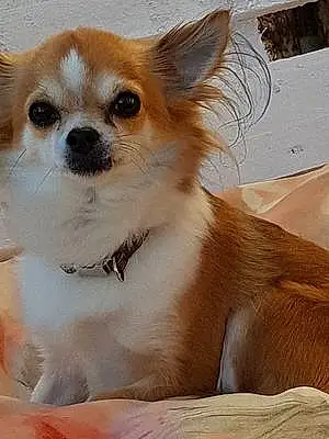 Nom Chihuahua Chien Isie