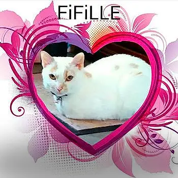 Fifille