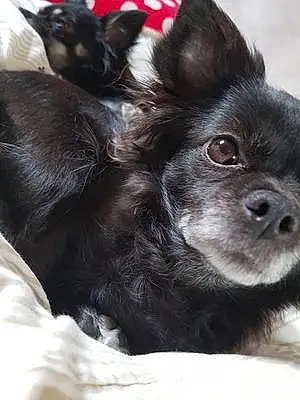 Nom Chihuahua Chien Sofia