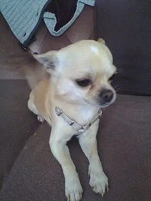 Nom Chihuahua Chien Opi