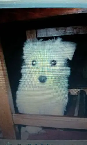 Nom West Highland White Terrier Chien Vick