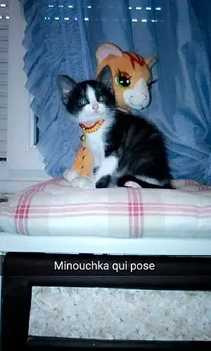 Nom Chat Minouchka