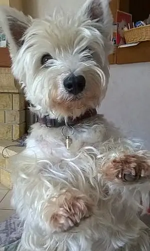 Nom West Highland White Terrier Chien Beauty