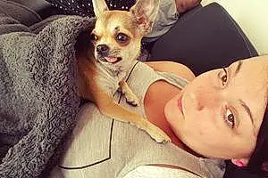 Nom Chihuahua Chien Lollipop