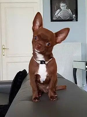 Nom Chihuahua Chien Nmo