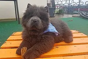 Nom Chow Chow Chien Neven