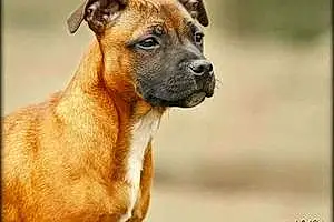 Nom Staffordshire Bull Terrier Chien Miska