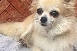 Nom Chihuahua Chien Hémy