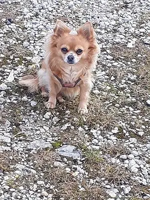 Nom Chihuahua Chien Janna