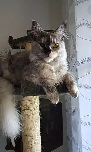 Nom Maine Coon Chat Mali