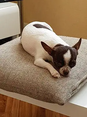 Nom Chihuahua Chien Lyska