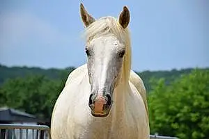 Quarter Horse Djeslye