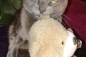 Nom Chartreux Chat Rglisse
