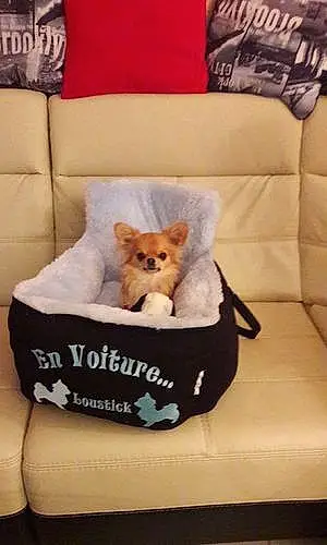 Nom Chihuahua Chien Loustick