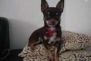Nom Chihuahua Chien Kittie