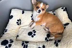 Nom Chihuahua Chien Malicia