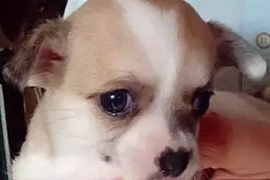 Nom Chihuahua Chien Odie