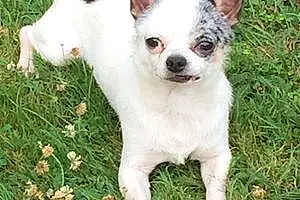 Nom Chihuahua Chien Jengo