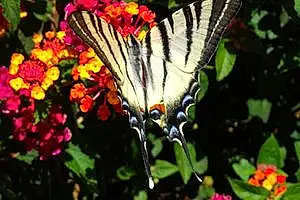 Nom  Autre Papillon