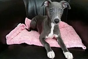 Nom Whippet Chien Feeby