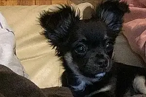 Nom Chihuahua Chien Noucky