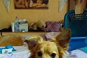 Nom Chihuahua Chien Geko