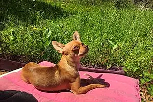 Nom Chihuahua Chien Marlon
