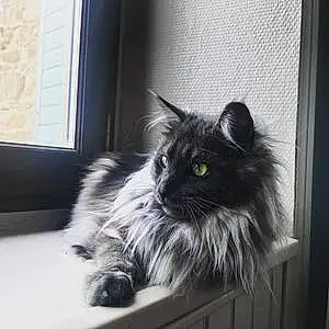 Nom Maine Coon Chat Muse