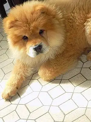 Nom Chow Chow Chien Mougly