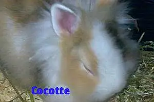 Lapin Fuzzy Lop Cocotte