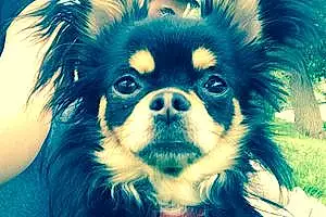 Nom Chihuahua Chien Loupi