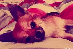 Nom Chihuahua Chien Lipsy