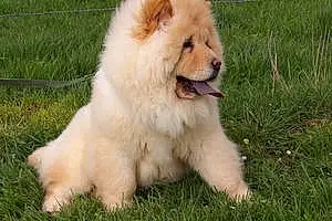 Nom Chow Chow Chien Nuance