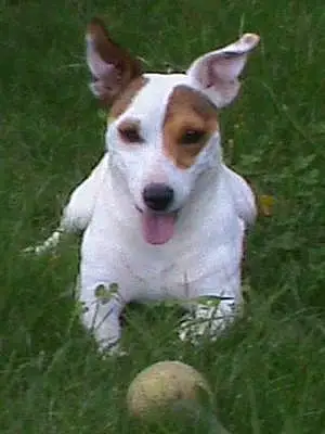 Nom Jack Russell Chien Punchy