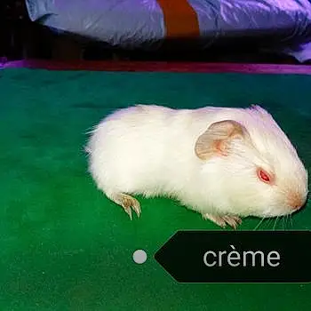 Crème
