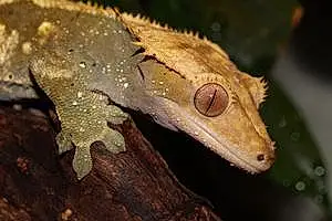 Nom Reptile Gecko