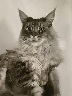 Nom Maine Coon Chat Inca