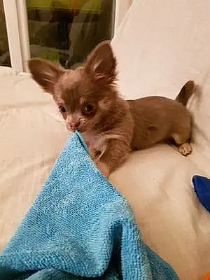 Nom Chihuahua Chien Naïla