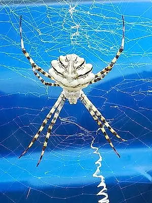 Nom Araignées Spider